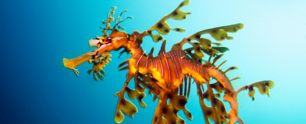 LeafySeaDragon_600.jpg